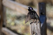 Black starling bird on a fence post
