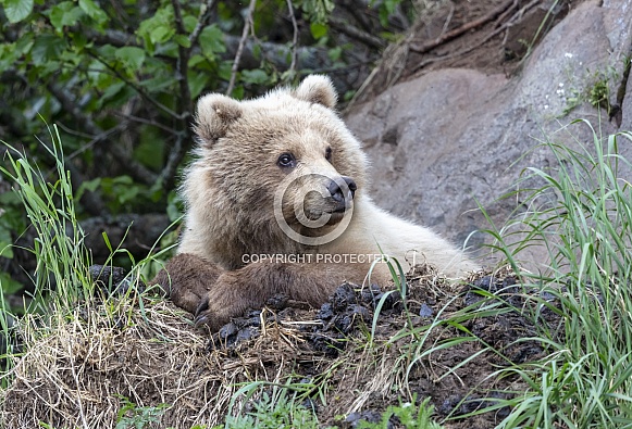 Brown bear resting on a ledge