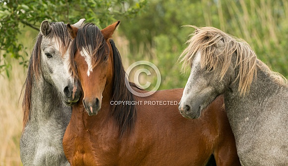 Carneddau Ponies