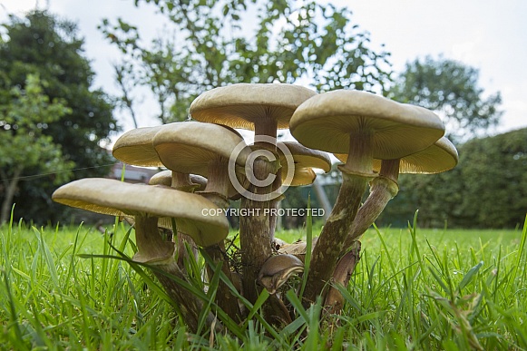 Toadstools growing on a garden lawn