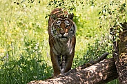 Bengal Tiger In Bushes