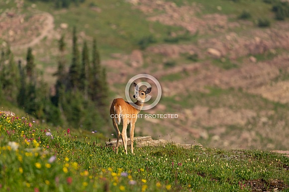 White tailed deer, Odocoileus virginianus