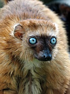 Blue eyed black lemur (Eulemur flavifrons)