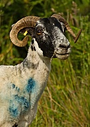 Scottish Blackface Sheep (Shorn)
