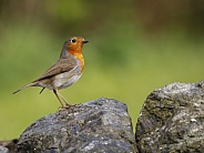 A European robin