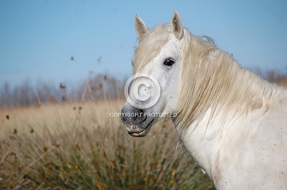 Camargue Horse Portrait