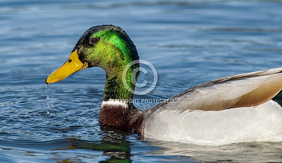 male mallard duck - Anas platyrhynchos - drake with green head with water droplets on face swimming in water