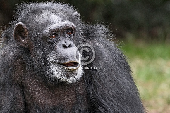 Chimpanzee Close Up