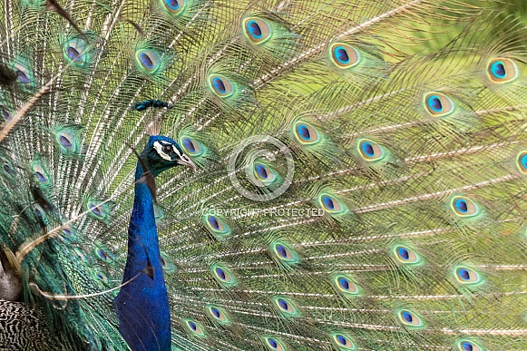 Peacock Displaying Tail Feathers Side Profille