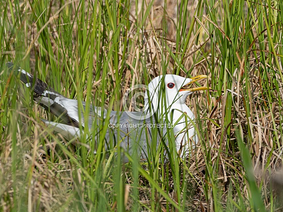Mew Gull Nesting in Alaska