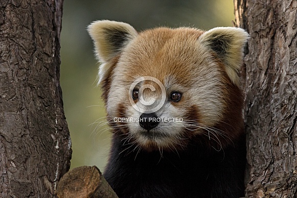 Red Panda Looking Round A Tree