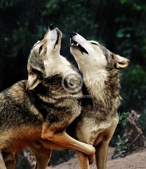 Grey Wolves (Canis lupus)