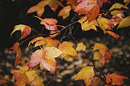 Colourful Orange Autumn Leaves