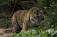 Sumatran tiger walking full body