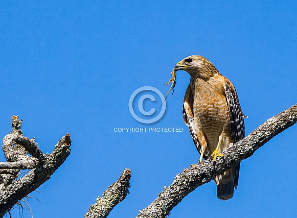 Red shouldered Hawk - Buteo lineatus - perched on dead tree snag branch with Cuban anole lizard - Anolis sagrei - in its mouth