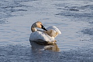 Trumpeter Swan Preening