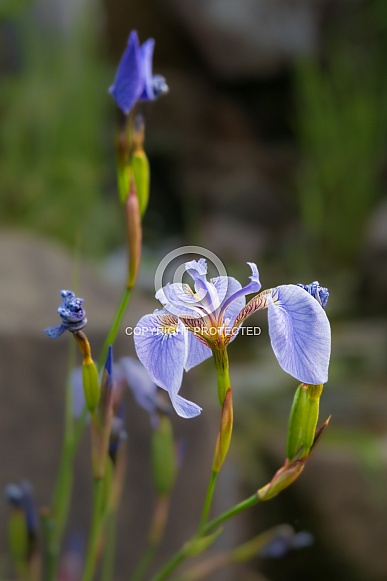Wild Alaskan Iris in Alaska