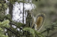 American red squirrel in Alaska