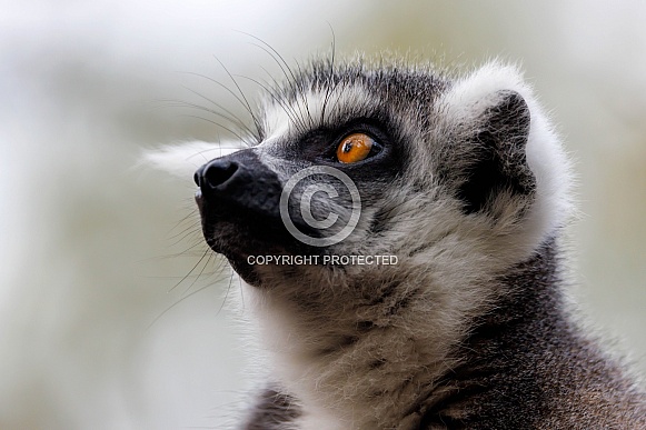 Ring-Tailed Lemur (Lemur Catta)