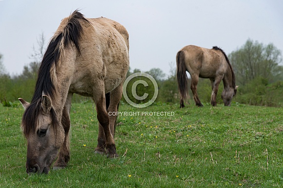Wild horses and foals