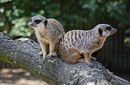 Meerkats