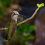 Hummingbird - Lady Anna's
