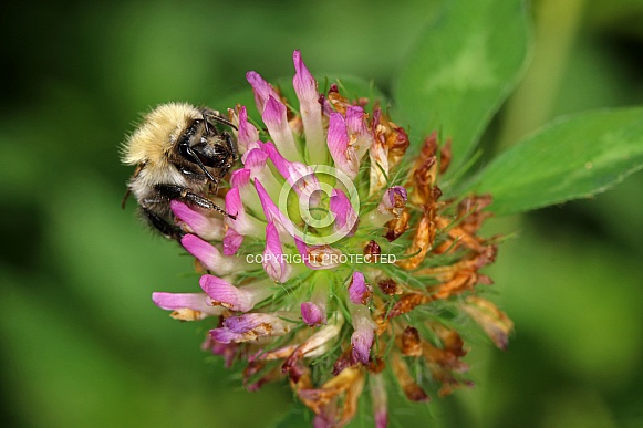 Common Carder bee (Bombus pascuorum)