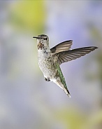 Anna's Hummingbird - Immature Male