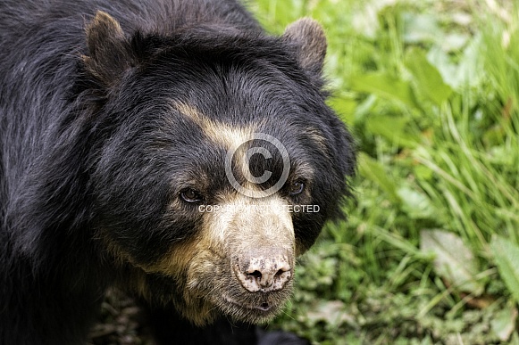 Spectacled Bear Close Up Head Shot