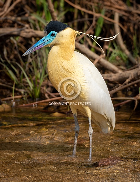 Capped Heron in a Stream