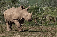 White Rhino Calf Full Body