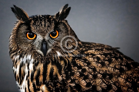 Eurasian Eagle Owl--Eurasian Eagle Owl Attitude