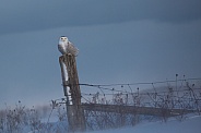 Female Snowy Owl on a Fence Post