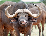 African Buffalo Grooming