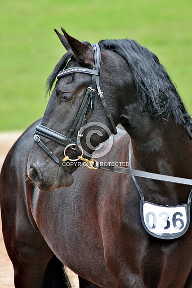 Andalusian in Bridle