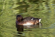 Hardhead duck, male (wild)