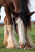 Shire Horse - close up