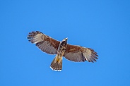 Harris' Hawk Juvenile Female