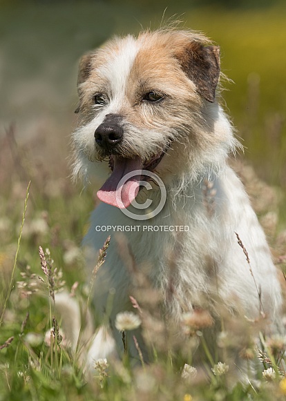 Rough Coated Jack Russell Portrait