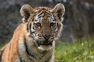 Amur Tiger Cub - Close Up