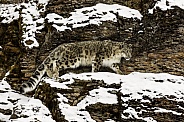 Snow Leopard-Snow Leopard in her Element