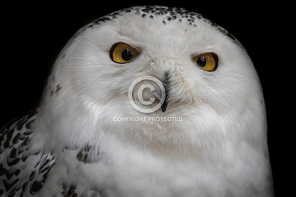 Snowy Owl Staring Right At Camera