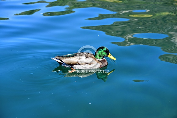 Swimming Drake Mallard Duck