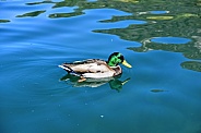 Swimming Drake Mallard Duck