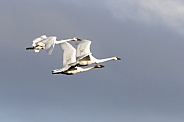 Trumpeter Swan Trio  Practice their Flying for Migration  in Alaska