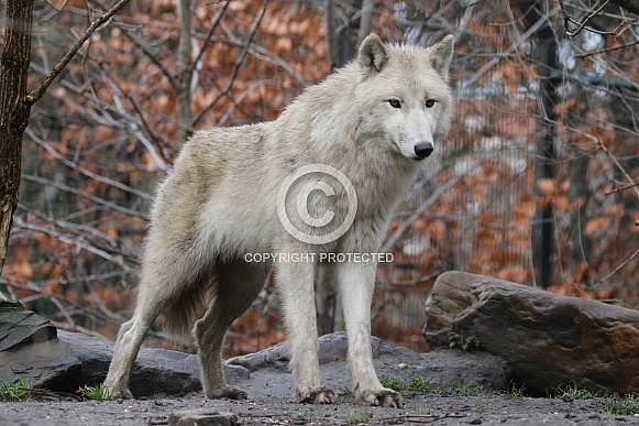 Hudsonbay wolf