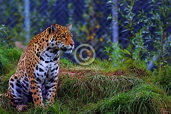 Jaguar from Safari Zoo