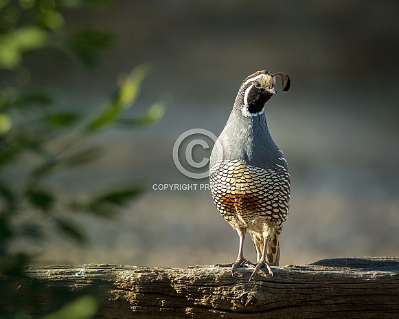California Quail: watching out for his mate