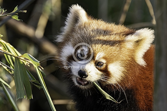Red Panda Youngster Face Shot Eating Bamboo