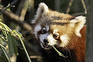 Red Panda Youngster Face Shot Eating Bamboo